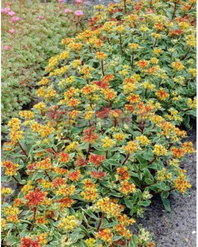 Очиток камчатський Варієгата | Очиток камчатский Вариегата | Sedum kamtschaticum Variegata
