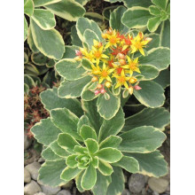 Очиток камчатський Варієгата | Очиток камчатский Вариегата | Sedum kamtschaticum Variegata