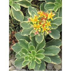 Очиток камчатський Варієгата | Очиток камчатский Вариегата | Sedum kamtschaticum Variegata