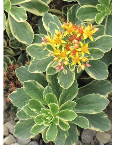 Очиток камчатський Варієгата | Очиток камчатский Вариегата | Sedum kamtschaticum Variegata