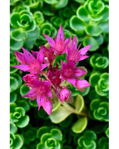 Очиток Еверса | Очиток Эверса | Sedum ewersii