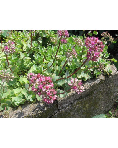 Очиток Еверса | Очиток Эверса | Sedum ewersii