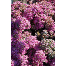 Очиток Еверса | Очиток Эверса | Sedum ewersii