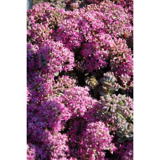 Очиток Еверса | Очиток Эверса | Sedum ewersii