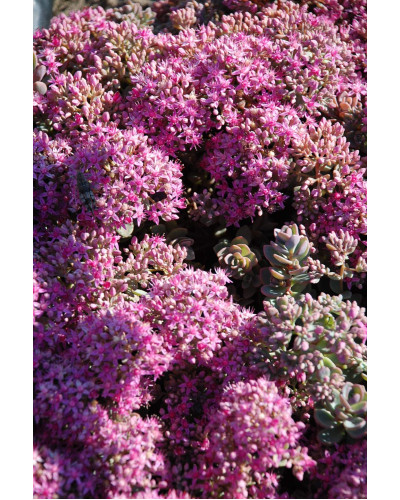 Очиток Еверса | Очиток Эверса | Sedum ewersii