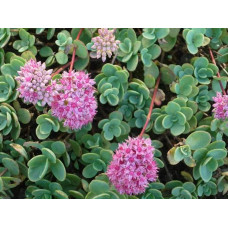 Очиток Еверса | Очиток Эверса | Sedum ewersii