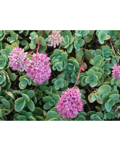 Очиток Еверса | Очиток Эверса | Sedum ewersii