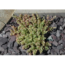 Очиток Еверса | Очиток Эверса | Sedum ewersii