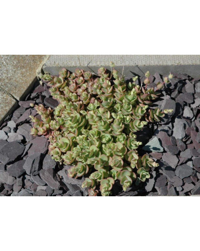 Очиток Еверса | Очиток Эверса | Sedum ewersii