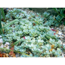 Очиток Еверса | Очиток Эверса | Sedum ewersii