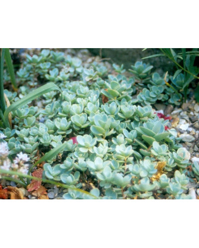 Очиток Еверса | Очиток Эверса | Sedum ewersii