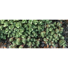 Очиток Еверса | Очиток Эверса | Sedum ewersii