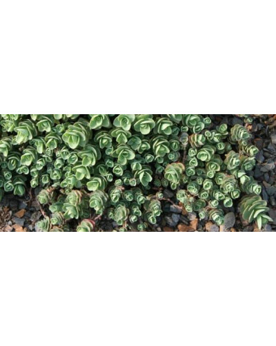 Очиток Еверса | Очиток Эверса | Sedum ewersii