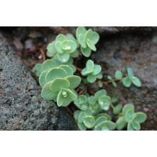 Очиток Еверса | Очиток Эверса | Sedum ewersii