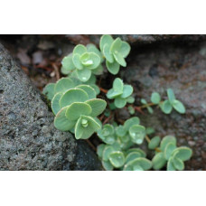 Очиток Еверса | Очиток Эверса | Sedum ewersii