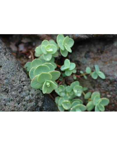 Очиток Еверса | Очиток Эверса | Sedum ewersii