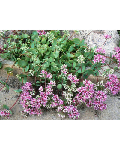 Очиток Еверса | Очиток Эверса | Sedum ewersii