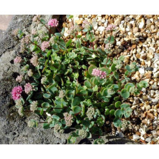 Очиток Еверса | Очиток Эверса | Sedum ewersii