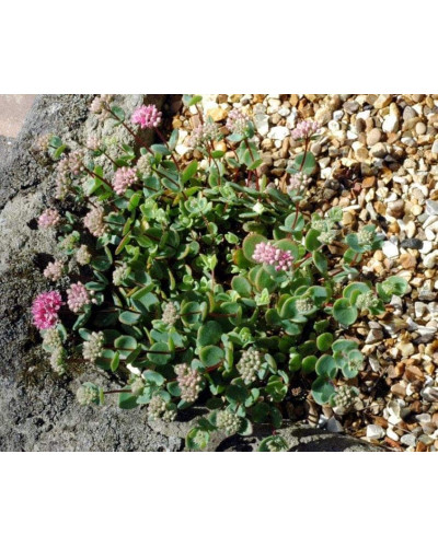 Очиток Еверса | Очиток Эверса | Sedum ewersii