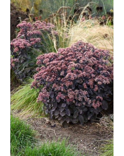 Очиток видний Ксенокс | Sedum hybride Xenox | Очиток видный Ксенокс