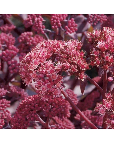 Очиток видний Ксенокс | Sedum hybride Xenox | Очиток видный Ксенокс