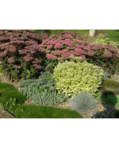 Очиток видний Ксенокс | Sedum hybride Xenox | Очиток видный Ксенокс