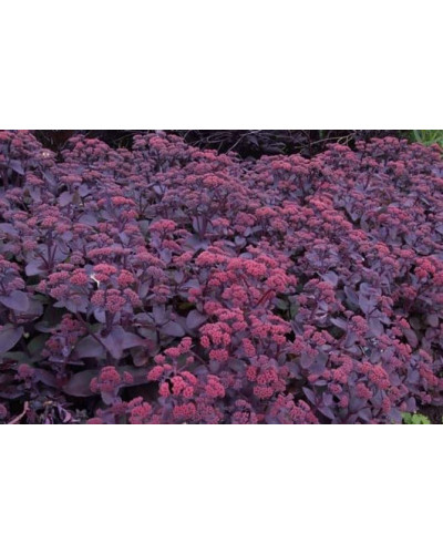 Очиток видний Ксенокс | Sedum hybride Xenox | Очиток видный Ксенокс