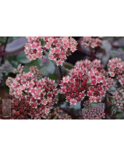Очиток видний Ксенокс | Sedum hybride Xenox | Очиток видный Ксенокс