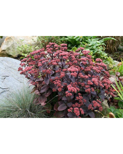 Очиток видний Ксенокс | Sedum hybride Xenox | Очиток видный Ксенокс