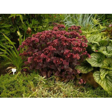Очиток видний Ксенокс | Sedum hybride Xenox | Очиток видный Ксенокс