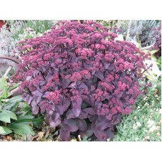 Очиток видний Ксенокс | Sedum hybride Xenox | Очиток видный Ксенокс
