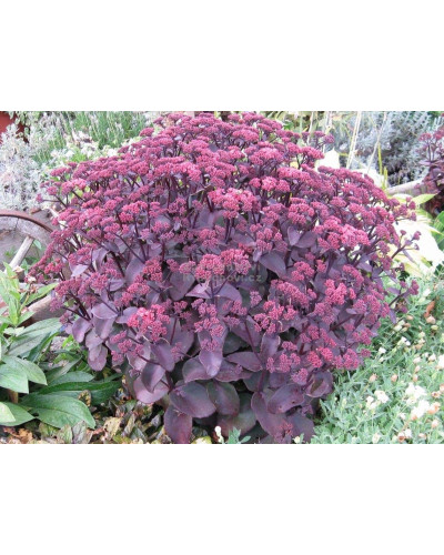 Очиток видний Ксенокс | Sedum hybride Xenox | Очиток видный Ксенокс