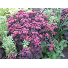 Очиток видний Ксенокс | Sedum hybride Xenox | Очиток видный Ксенокс