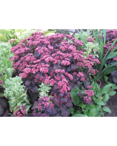 Очиток видний Ксенокс | Sedum hybride Xenox | Очиток видный Ксенокс