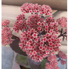 Очиток видний Ксенокс | Sedum hybride Xenox | Очиток видный Ксенокс