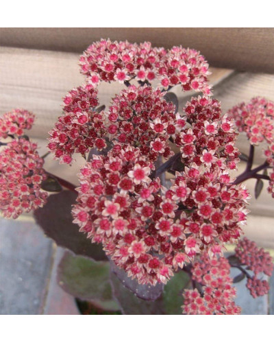 Очиток видний Ксенокс | Sedum hybride Xenox | Очиток видный Ксенокс