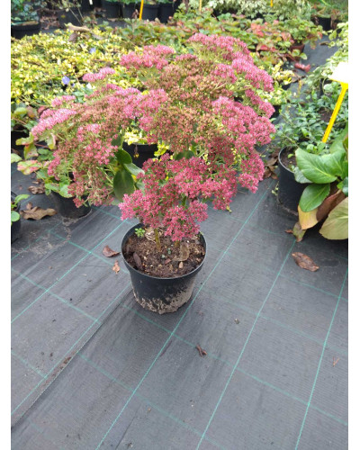 Очиток видний Діамант | Очиток видный Бриллиант | Sedum spectabile Brilliant