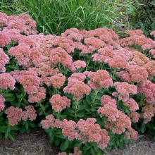 Очиток видний Діамант | Очиток видный Бриллиант | Sedum spectabile Brilliant