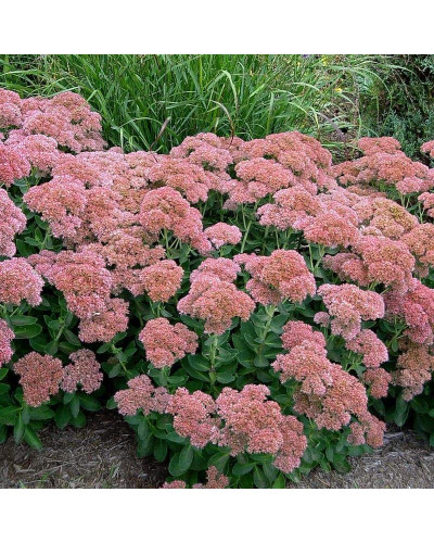 Очиток видний Діамант | Очиток видный Бриллиант | Sedum spectabile Brilliant