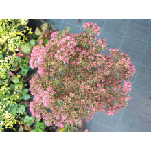 Очиток видний Діамант | Очиток видный Бриллиант | Sedum spectabile Brilliant