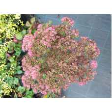 Очиток видний Діамант | Очиток видный Бриллиант | Sedum spectabile Brilliant