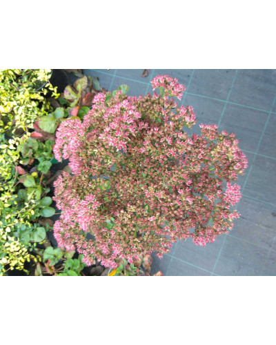 Очиток видний Діамант | Очиток видный Бриллиант | Sedum spectabile Brilliant