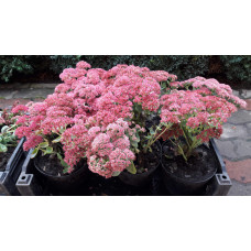 Очиток видний Діамант | Очиток видный Бриллиант | Sedum spectabile Brilliant