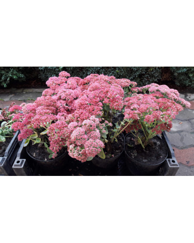 Очиток видний Діамант | Очиток видный Бриллиант | Sedum spectabile Brilliant
