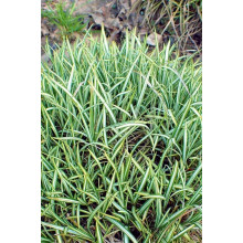 Осока птахоніжкова Варієгата | Carex ornithopoda Variegata | Осока птиценожковая Вариегата