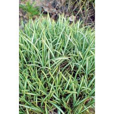 Осока птахоніжкова Варієгата | Carex ornithopoda Variegata | Осока птиценожковая Вариегата