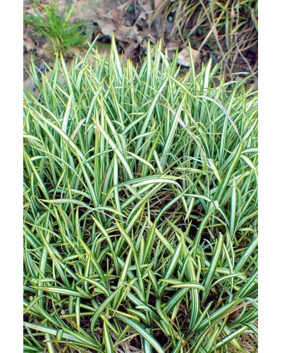 Осока птахоніжкова Варієгата | Carex ornithopoda Variegata | Осока птиценожковая Вариегата