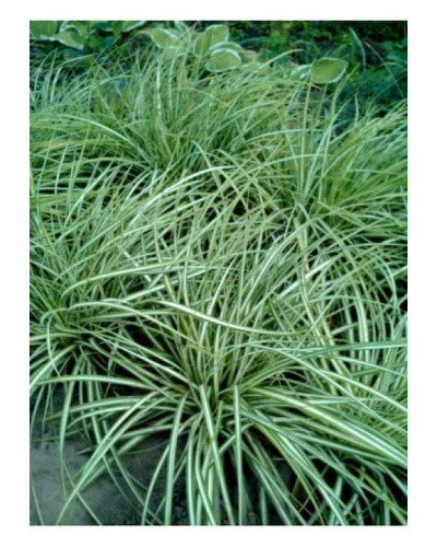 Осока птахоніжкова Варієгата | Carex ornithopoda Variegata | Осока птиценожковая Вариегата