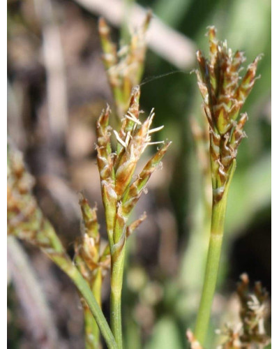 Осока птахоніжкова Варієгата | Carex ornithopoda Variegata | Осока птиценожковая Вариегата