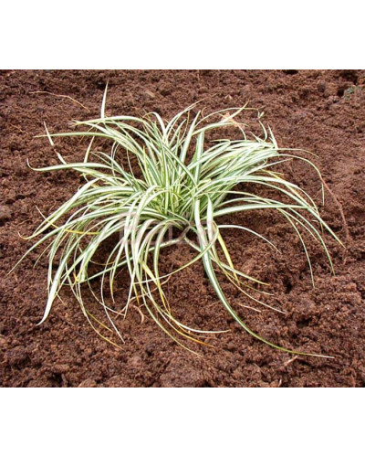 Осока птахоніжкова Варієгата | Carex ornithopoda Variegata | Осока птиценожковая Вариегата